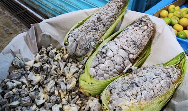 Introducción a los Hongos Originarios de México